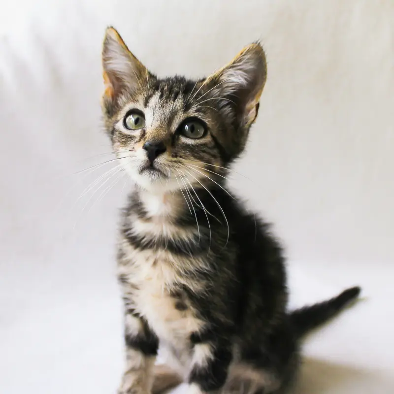 Test advertisement - Adorable Kitten For Sale | image 3