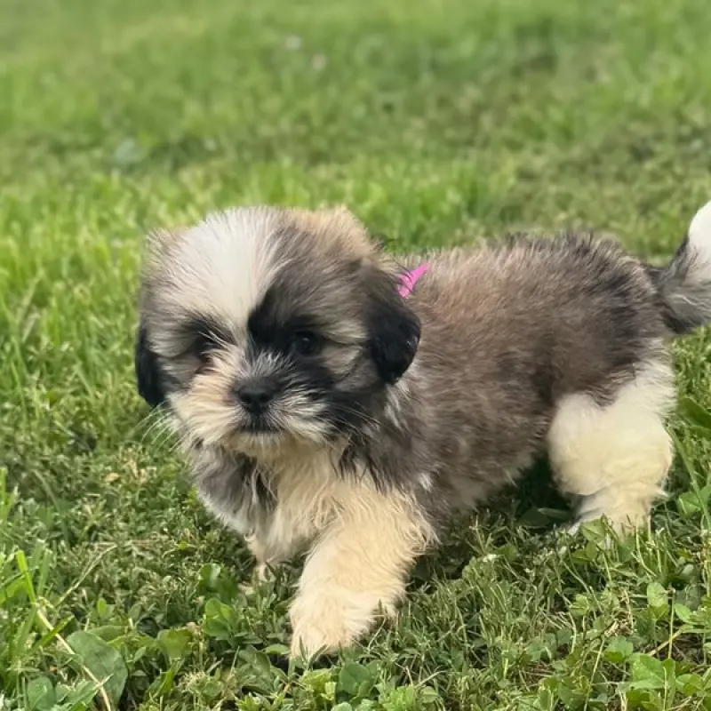 Greta | image 3