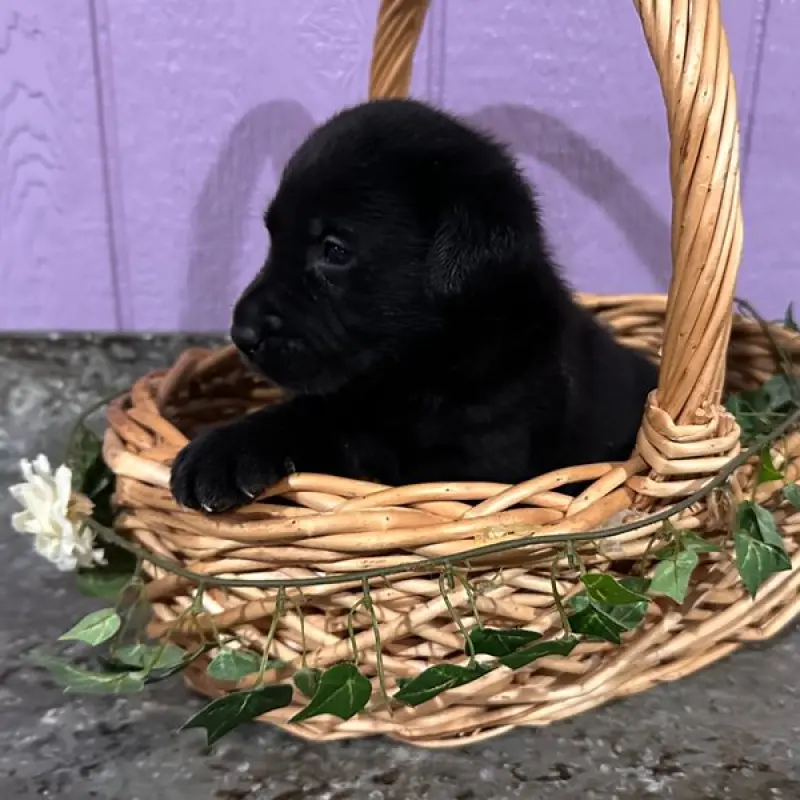 Felix | image 2