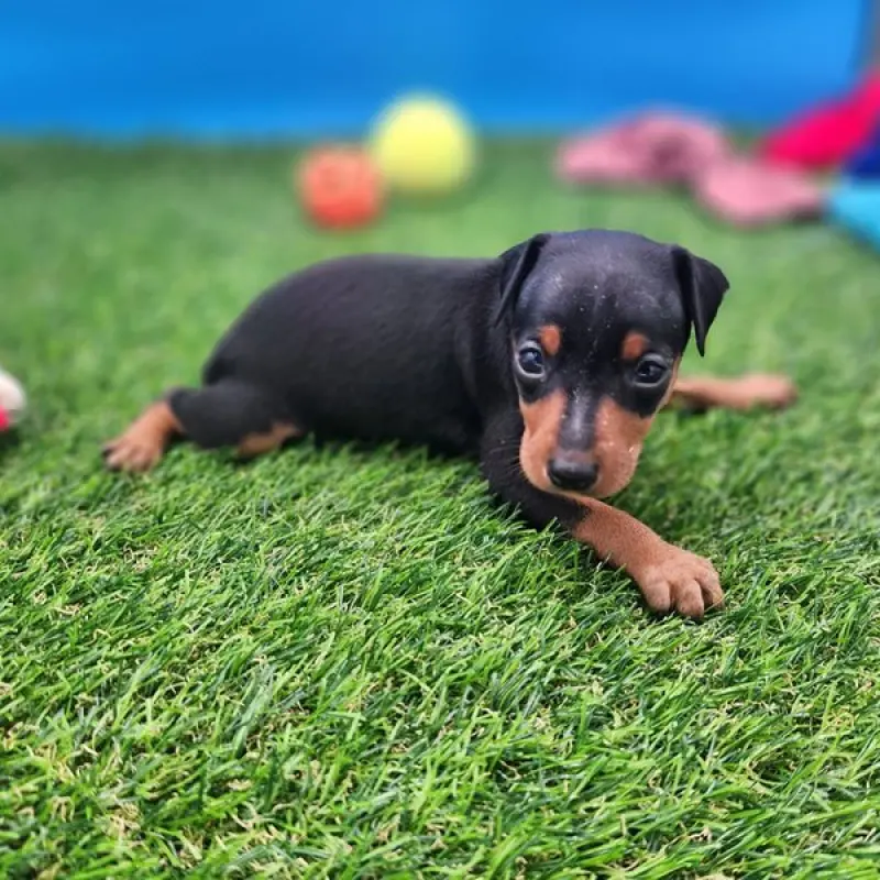 Isabella | image 2