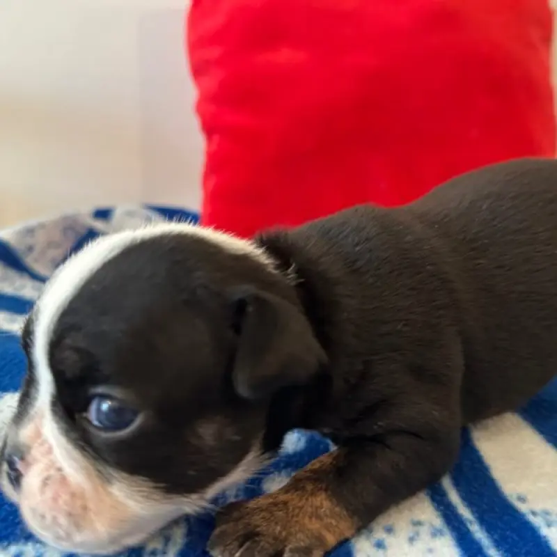 Holly | image 2