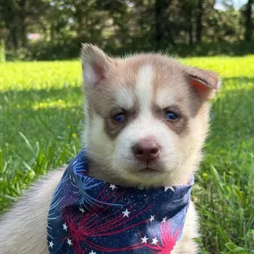 Deeks | image 2