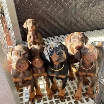 Akc Registered Doberman Pinscher Puppies For Sale