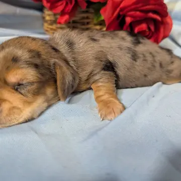 Farrah | image 4