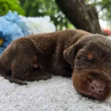 Sawyer