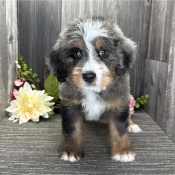 Ennis