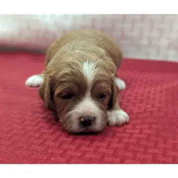 Kira | image 9