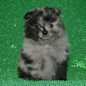 Floyd | image 3