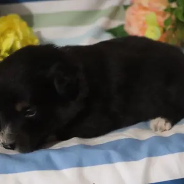 Nyla