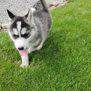 Bonnie | image 2