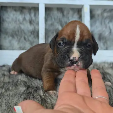 Jace | image 6