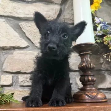 Angus