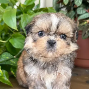 Titus | image 2