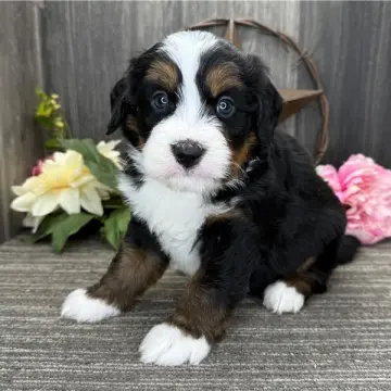 Elmer