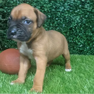 Patton | image 3