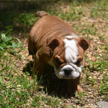 Otis | image 4
