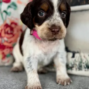 Bella