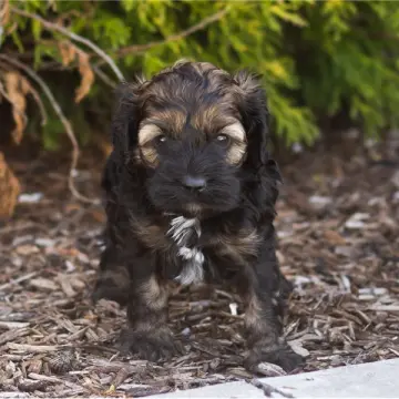 Gizmo | image 2