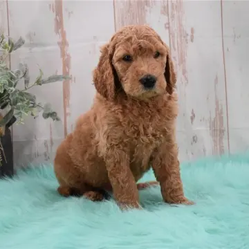 Nash | image 2