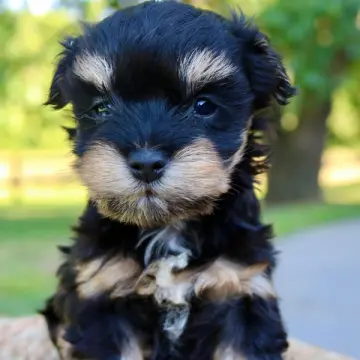 Jack