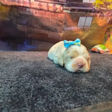 Pippa