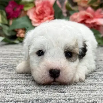 Nico