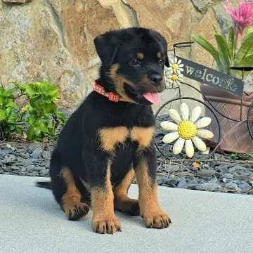 Brock | image 2