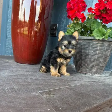 Lucas | image 2