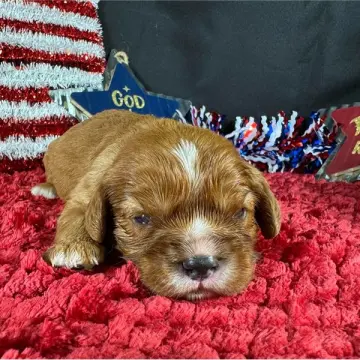 Remy | image 2