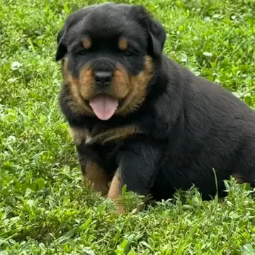 Kelpie