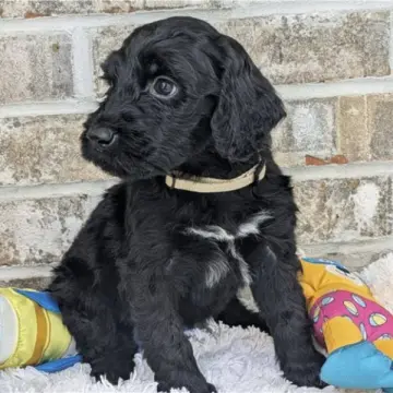 Melvin | image 7