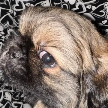 Francisco