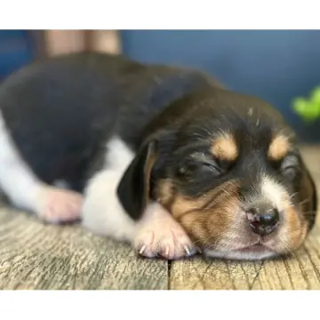 Willy | image 2