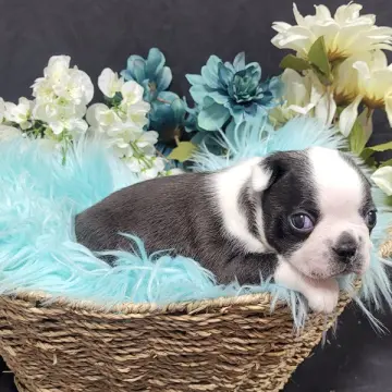 Chance
