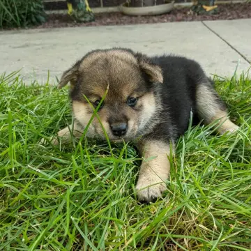 Akio | image 2