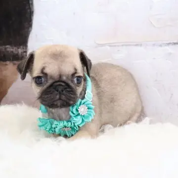 Nikki | image 7