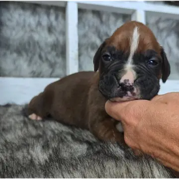 Jace | image 7