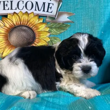 Elliott | image 2