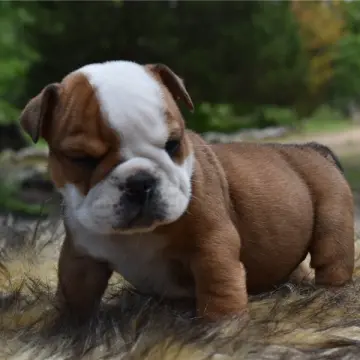 Otis | image 5