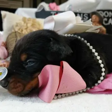 Luna Brielle | image 3