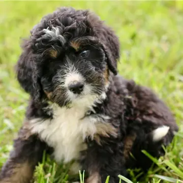 Greg | image 7