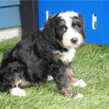 Addie | image 2