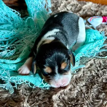 Farrah | image 4