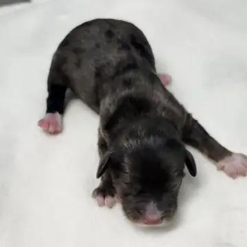 Brownie