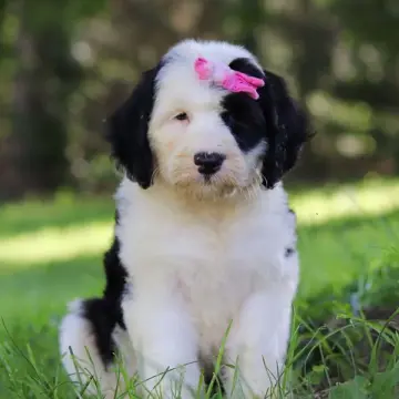 Moana