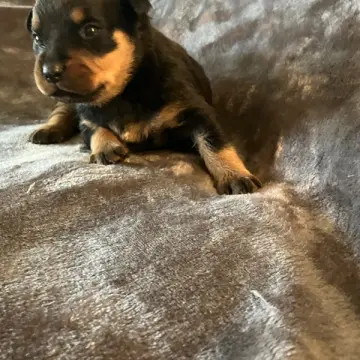 Grayson