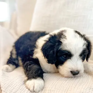 Bastian