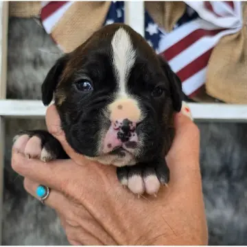 Jackie | image 3