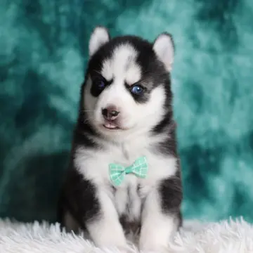 Asher | image 2