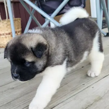 Stella | image 6